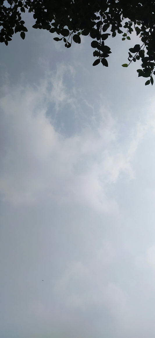 a plane flying in the sky with a tree in the foreground